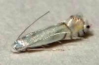 Phyllocnistis unipunctella