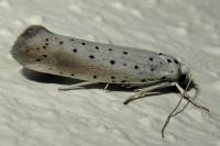 Yponomeuta rorrella