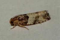 Gypsonoma aceriana
