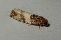 Gypsonoma aceriana