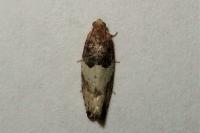 Gypsonoma aceriana