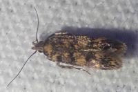 Bryotropha