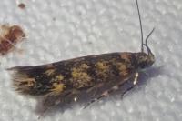 Bryotropha