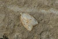 Acleris forsskaleana