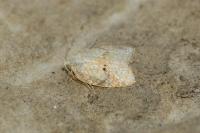 Acleris forsskaleana