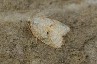 Acleris forsskaleana