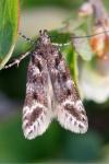 Prolita sexpunctella
