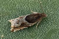 Ancylis comptana
