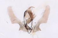 Ancylis comptana