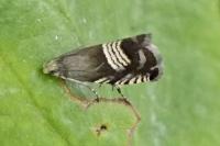 Grapholita compositella