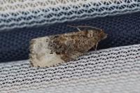 Hedya nubiferana