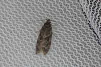 Gelechia muscosella