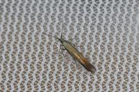 Coleophora