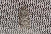 Cnephasia