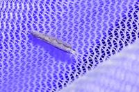 Plutella xylostella