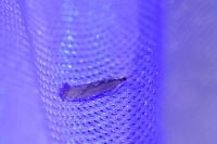 Plutella xylostella