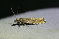 Ancylis unguicella