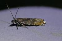 Ancylis unguicella
