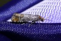 Pseudococcyx turionella