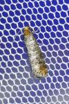 Pseudococcyx turionella