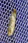 Pseudococcyx turionella