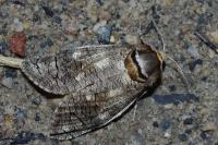 Cossus cossus