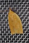 Clepsis consimilana