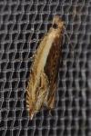 Ancylis apicella