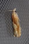 Eucosma