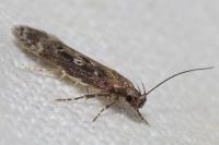 Gelechia sororculella