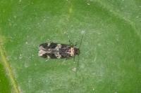 Oegoconia