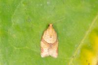 Clepsis consimilana