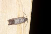 Cydia pomonella