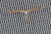 Oxyptilus