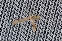 Platyptilia