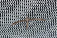 Agdistis adactyla