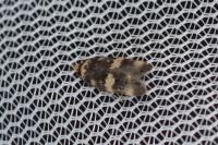 Oegoconia caradjai