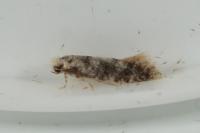 Infurcitinea albicomella
