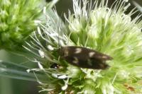 Scythris scopolella