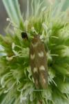 Scythris scopolella