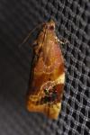 Ditula angustiorana
