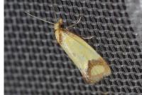 Agapeta zoegana