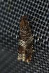 Ancylis achatana
