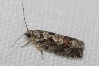 Zeiraphera isertana
