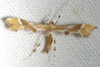Cnaemidophorus rhododactylus