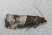 Notocelia roborana