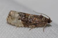 Hedya nubiferana