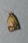 Agapeta zoegana