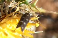 Scythris scopolella