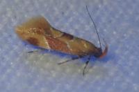 Epicallima formosella